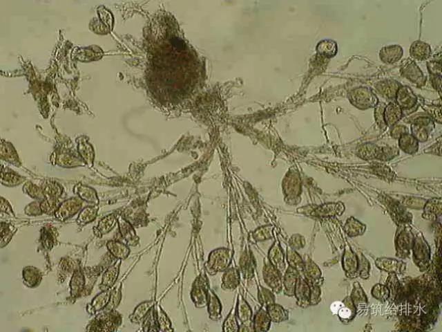 污水处理指示性微生物大全！